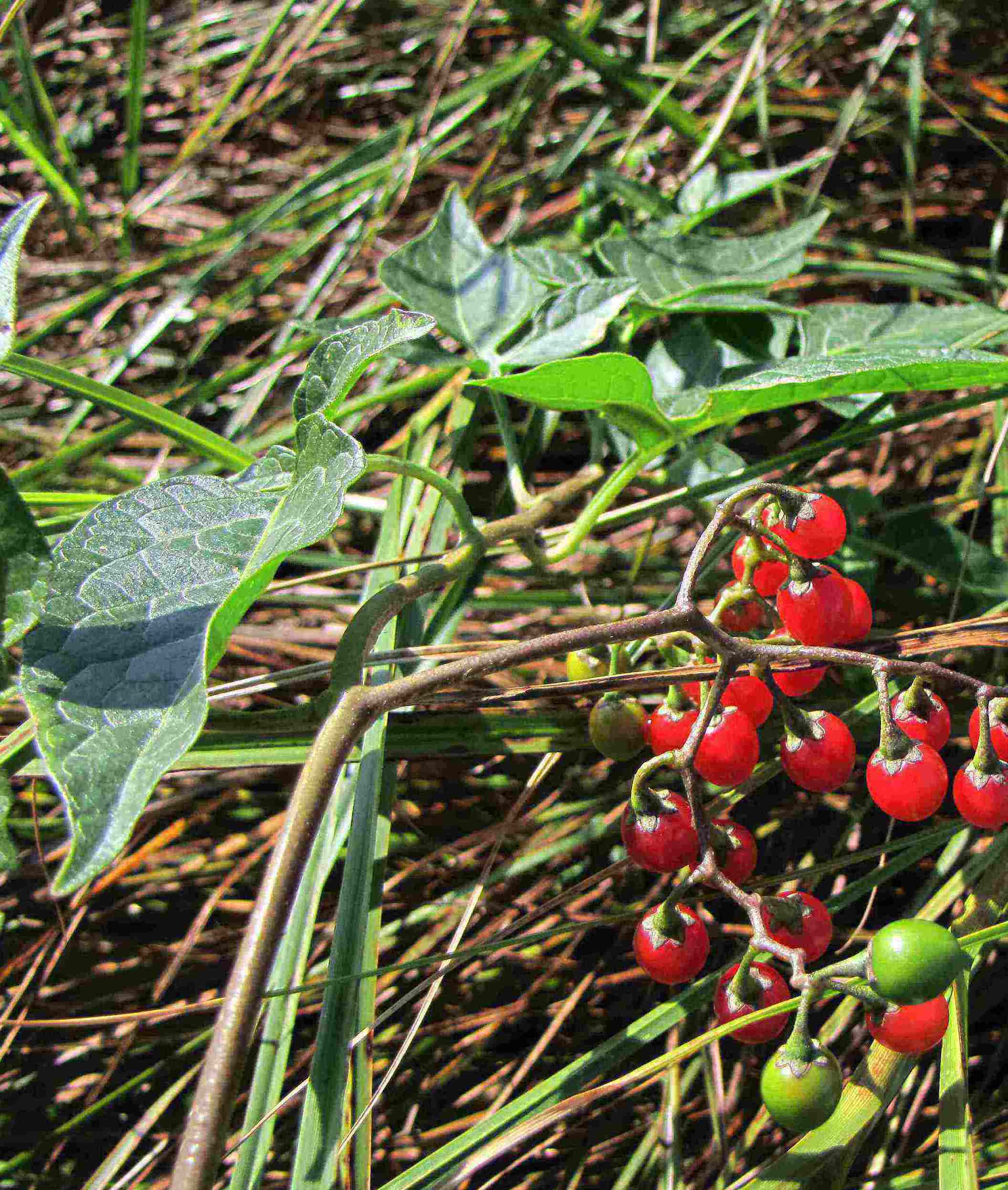 Solanum dulcamara